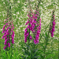 Fleur digitale pourpre