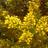 Plante Ajonc Plante Ajonc