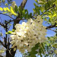 Arbre acacia Arbre acacia