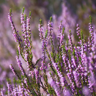 Fleur bruyère Fleur bruyère