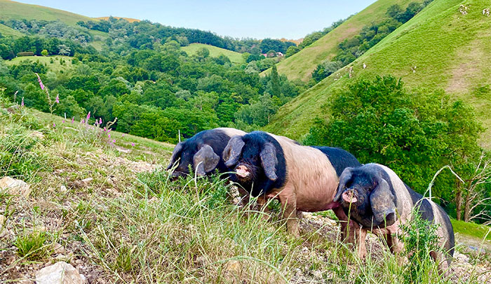 porc-basque-propre-sans-boucle-oreile