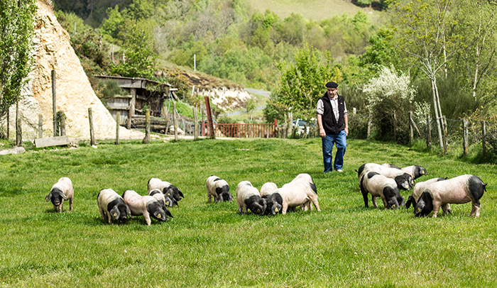 parcs-porcs-basques-+-Pierre